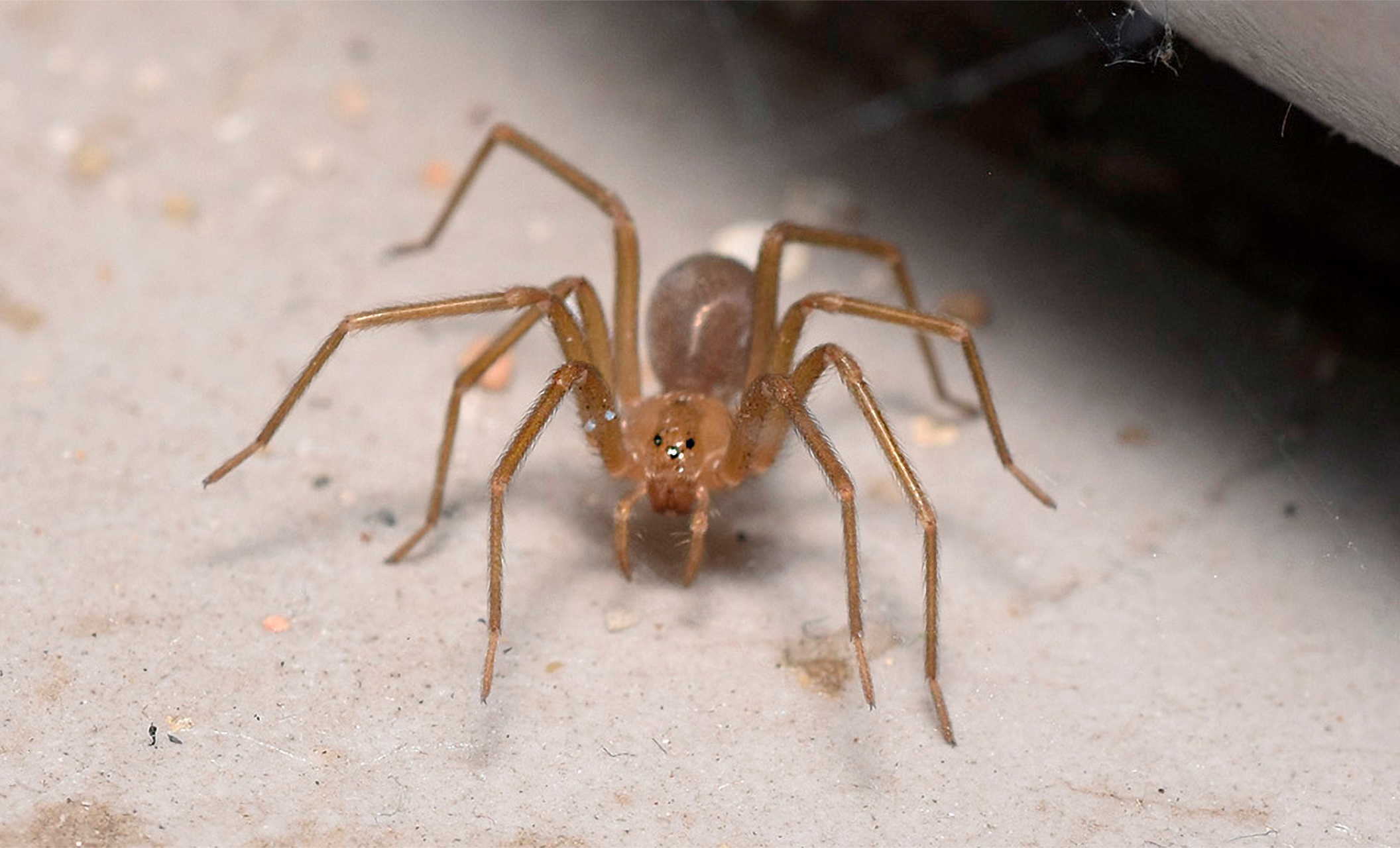 Hallazgo de investigadores de Farmacia UdeC permitiría desarrollar coayudante en tratamiento a mordedura de araña de rincón