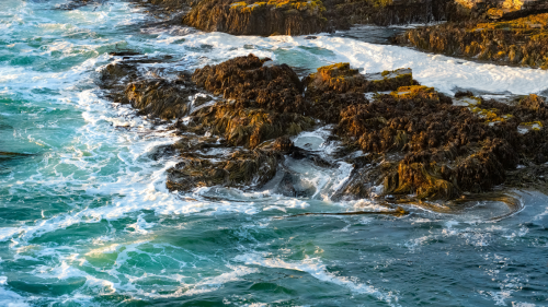 Dermovirox: innovación chilena basada en cochayuyo que podría cambiar el tratamiento del herpes recidivante