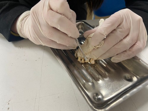 Investigación publicada en Journal of Archaeological Science evidencia el consumo más antiguo de tabaco en Chile mediante colaboración interdisciplinaria de la UdeC